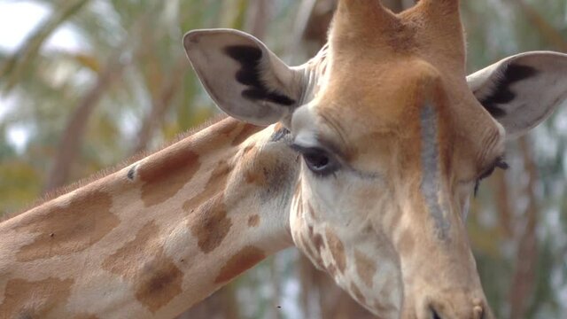 Close up of giraffe in slow motion 120fps