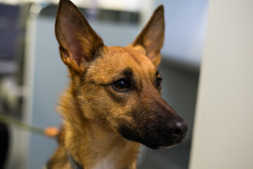 Belgian Shepherd dog head detail