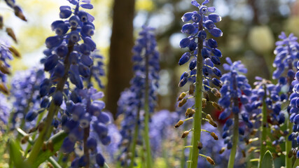 Obraz premium lavender flowers in the garden