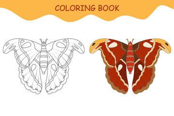 Coloring book butterfly. Butterfly Atlas