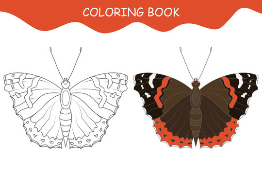 Coloring book butterfly. Butterfly Admiral