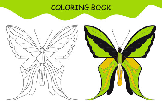 Coloring book butterfly. Paradise wing butterfly