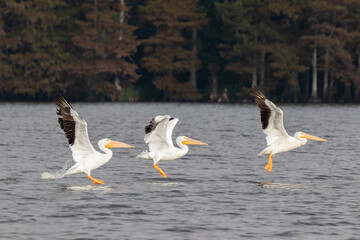Pelicans on Reelfoot lake in Tennessee during their annual migration