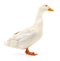 Duck on white.