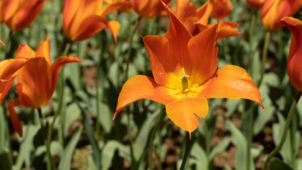 Obraz premium orange flowers in the garden