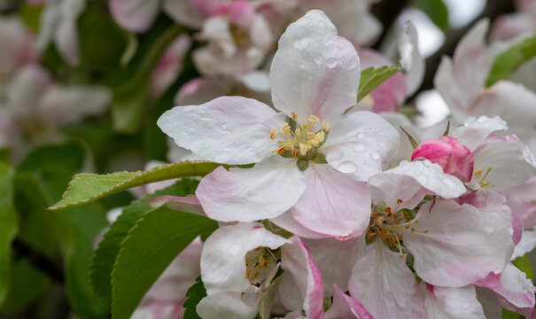 Stunning pink and white apple tree blossom in spring. Photographed in a suburban garden in London UK