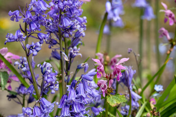 Purple dead nettle with attractive pink flowers amidst a cluster of wild bluebells, photographed in spring in London, UK. Purple dead nettle is edible, gows in the wild and can be foraged.
