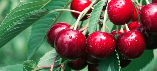 Cherry berries on a tree branch close up.