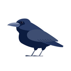Crow raven bird. Black bird Cartoon flat style beautiful character of ornithology, vector illustration isolated on white background