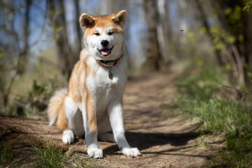 Young red-haired Akita Inu stands by the path in the forest