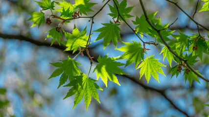 green leaves against the sky