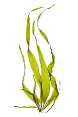swaying kelp seaweed isolated on white background. - obrazy, fototapety, plakaty