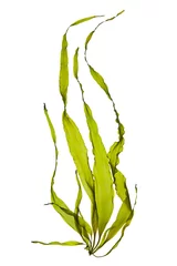 Poster swaying kelp seaweed isolated on white background. © zhane luk