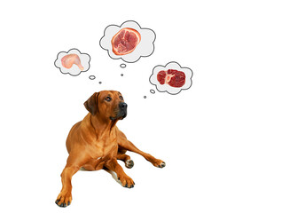 Rhodesian ridgeback dog thinking about meat food isolated on white. Natural dog food concept. 