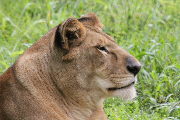 Obraz premium lion