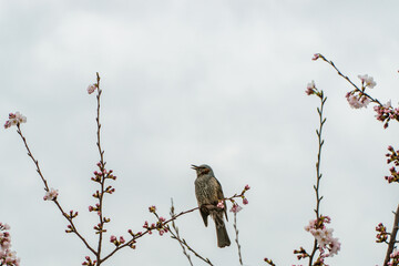 bird on a branch