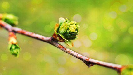 Spring tree buds on branch and small green leaves macro background