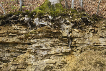 Baumwurzel an einer Abbruchkante, Buche (Fagus) im Deister, Niedersachsen, Deutschland, Europa