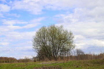 Spring landscape. The tree stands in the middle of the field, clouds float across the blue sky. Nature background