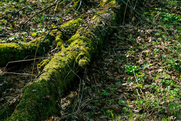 A log overgrown with green moss lies on the ground in a spring forest. Nature background