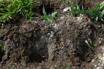 holes in the ground for planting plants