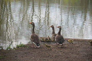 Greylag geese with goslings 