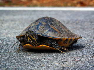 Turtle on pavement