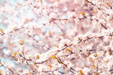 Pink cherry blossom sakura in spring time against blue sky. Nature background. Soft focus