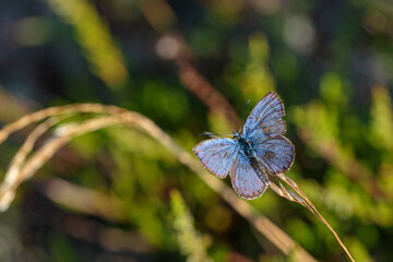 Close-up of a common blue butterfly