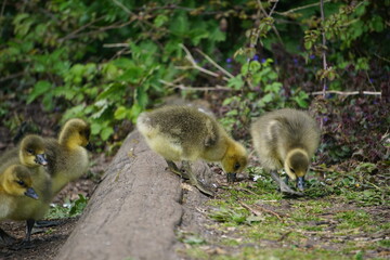 Goslings