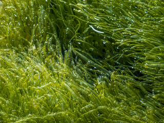 Full frame view of seaweed