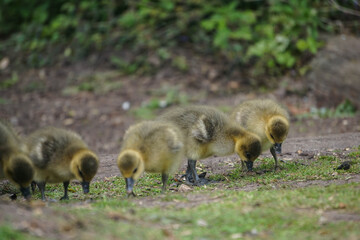 Goslings