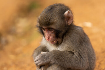 Japanese baby macaque in Arashiyama, Kyoto.