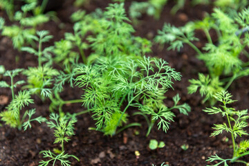 growing parsley leaves in the ground, garden
