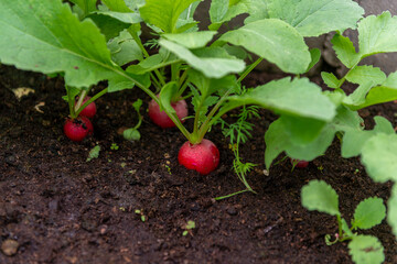 natural organic red radish in the ground