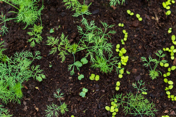 growing parsley leaves in the ground, garden