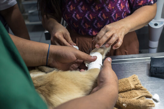 A veterinarian secures an IV line on sick puppy's leg with adhesive bandage. Hospital treatment for canine parvovirus, distemper, or other illness.