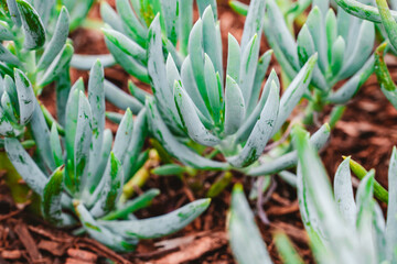 Obraz premium Succulents in the ground on the street