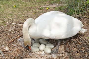 Schwan im Nest lüftet seine Eier