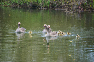 Greylag geese with goslings swimming