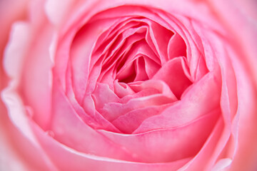 Fototapeta na wymiar バラの花の拡大写真；美しいボケで優しい雰囲気
