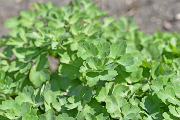 The green surface of the leaves of the flowers is dense