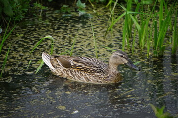 Female duck in Wes Stow Country Park