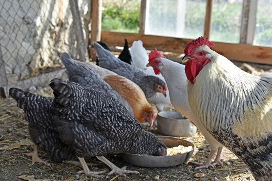 Colorful chickens on the farm are fed with a rooster