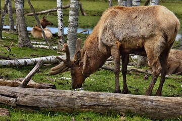 Fototapeta premium The deer,also known as the wapiti, is one of the largest species within the deer family, Cervidae, and one of the largest terrestrial mammals in North America, as well as Central and East Asia. 