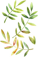 Set of watercolor leaf branches on a white background