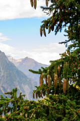 Evergreen fir tree with cones and French Alps mountains on background