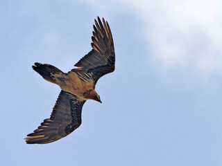 Obraz premium Bearded Vulture (Gypaetus barbatus), Crete