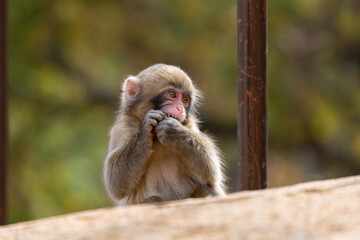 Japanese baby macaque in Arashiyama, Kyoto.
