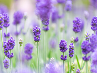たくさんの美しいラベンダーの花がさわやかな季節感を与えてくれます。